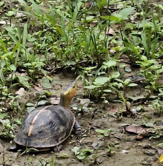珍貴食蛇龜再現明德！見證生態保育的在地實踐